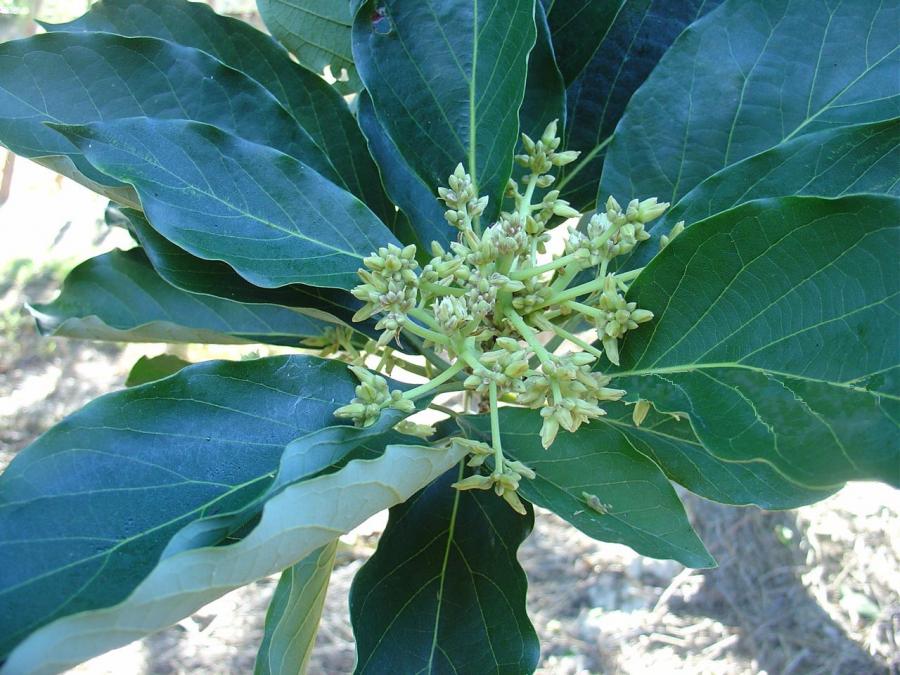 Avocat précoce, variété Pernod, feuilles ©IAC - B. Naré