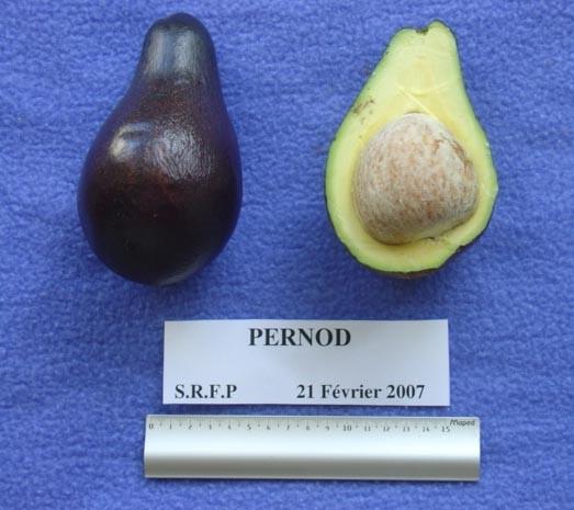 Avocat précoce, variété Pernod, fruit entier et en coupe ©IAC - B. Naré