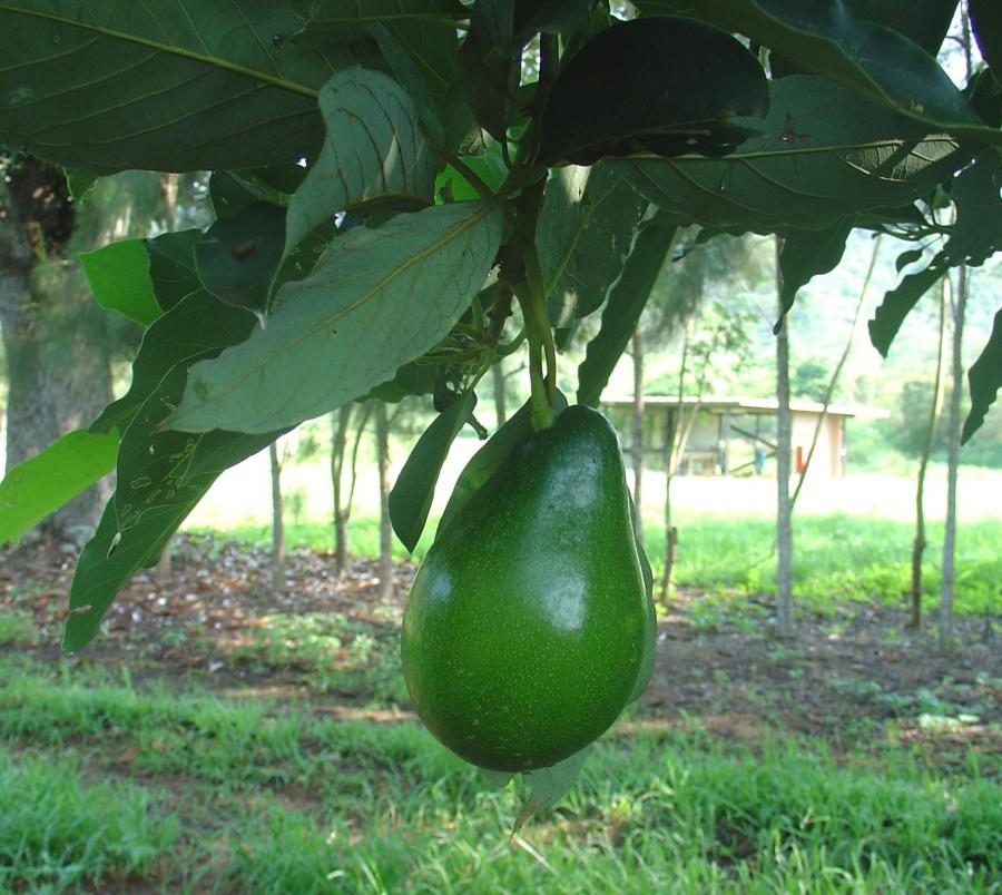 Avocat précoce, variété Pernod, fruit sur arbre ©IAC - B. Naré