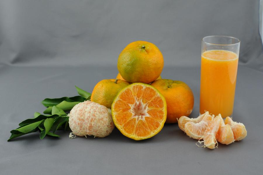 Mandarine de saison, variété Ponkan ©IAC