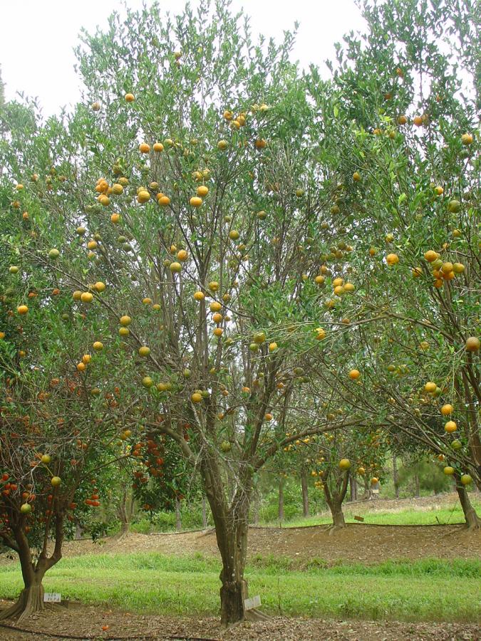 Mandarine de saison, variété Ponkan, arbre entier ©IAC