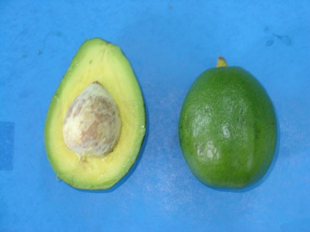 Avocats de saison, variété Simpson, fruit entier et en coupe ©IAC-B. Naré