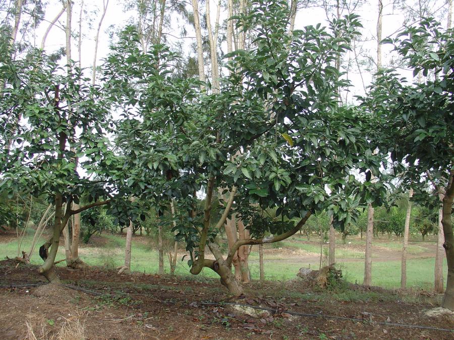 Avocats de saison, variété Simpson, arbre entier ©IAC-B. Naré