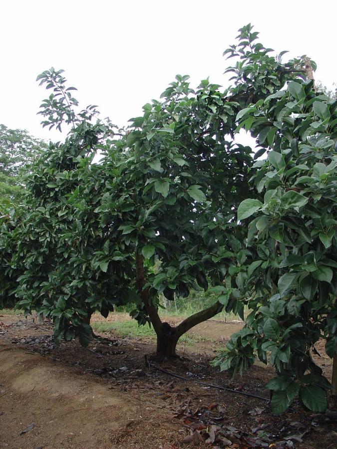 Avocat précoce, variété Tahiti 15, arbre entier ©IAC - B. Naré