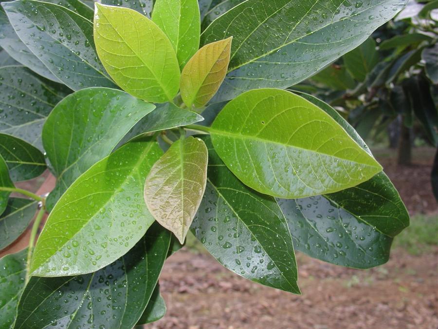 Avocat précoce, variété Tahiti 15, feuilles ©IAC - B. Naré