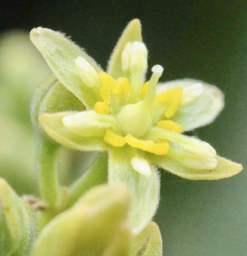 Avocatier, fleur femelle à étamines abaissées et pistil dégagé ©IAC-B. Nare