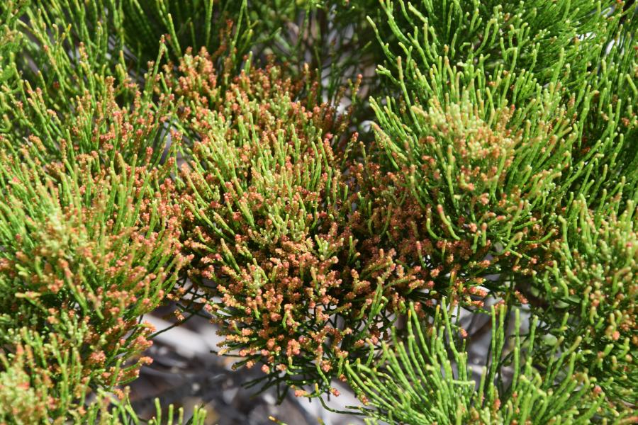 Fleurs de Gymnostoma poissonianum ©IAC - G. Gâteblé