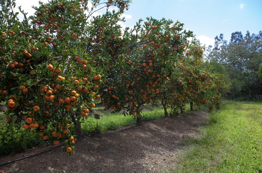 Verger de mandariniers à Pocquereux ©IAC-G.Chabaud