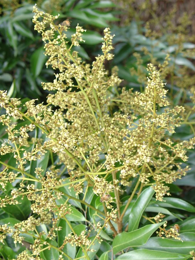 Fleurs de litchi ©IAC