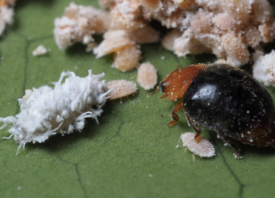 Larve et adulte de Cryptolaemus montrouzieri consommant des cochenilles farineuses ©Biobest