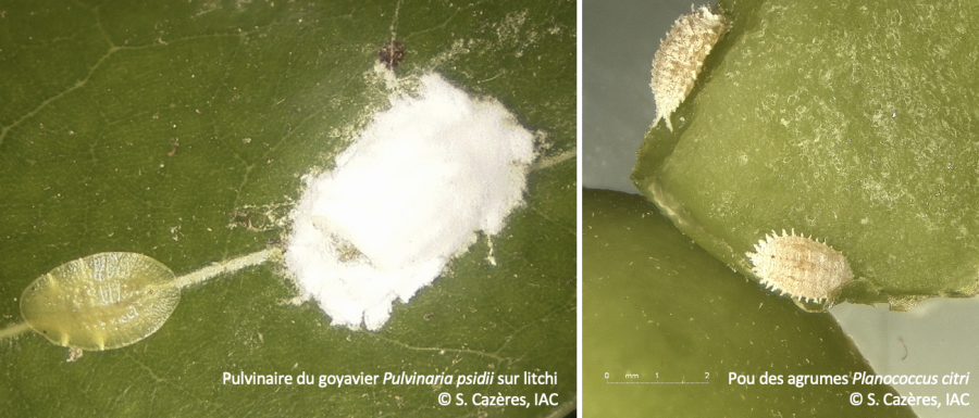 Cochenilles farineuses (famille des Pseudococcidae) ©IAC - S. Cazères
