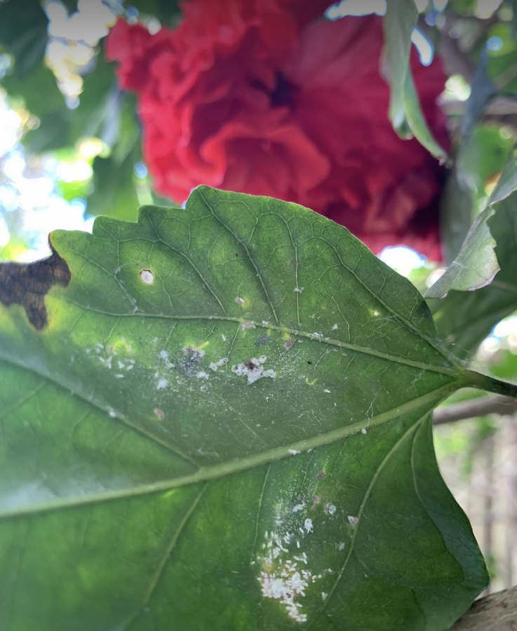 Cochenilles sous des feuilles d'hibiscus ©Lincks/E. Bonnet-Vidal