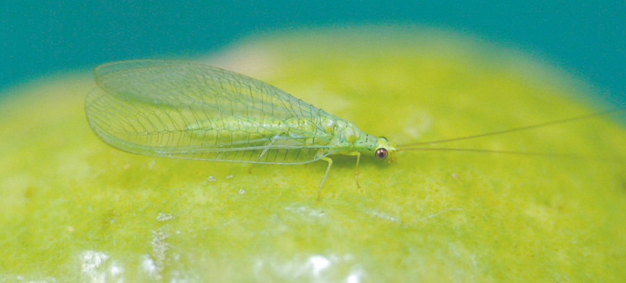 Adulte de chrysope vert ©IAC - S. Cazères