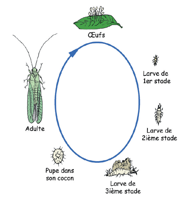 Cycle biologique des chrysopes