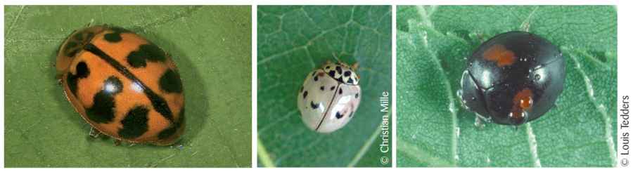 À gauche, l'adulte de Harmonia arcuata, au milieu et à droite, celui de Olla v-nigrum ©IAC - C. Mille, S. Cazères ©Louis Tedders