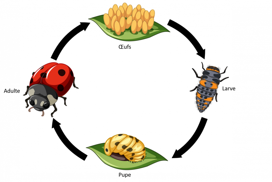 Cycle de vie des coccinelles