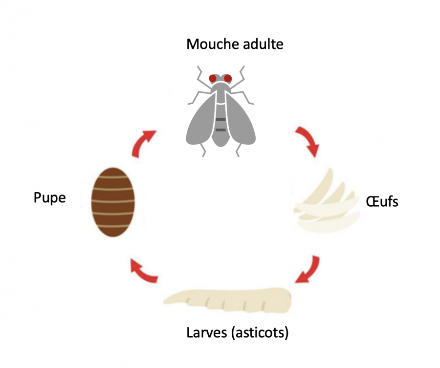 Cycle de la mouche tachinaire @Agripedia