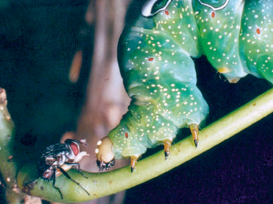 Mouche tachinaire déposant un œuf sur une chenille d'E. phalonia à l'aide de son pygidium dévaginé entre ses pattes ©P. Cochereau