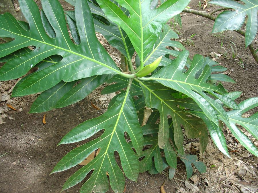 Feuilles de l'arbre à pain (variété Lamae) ©IAC