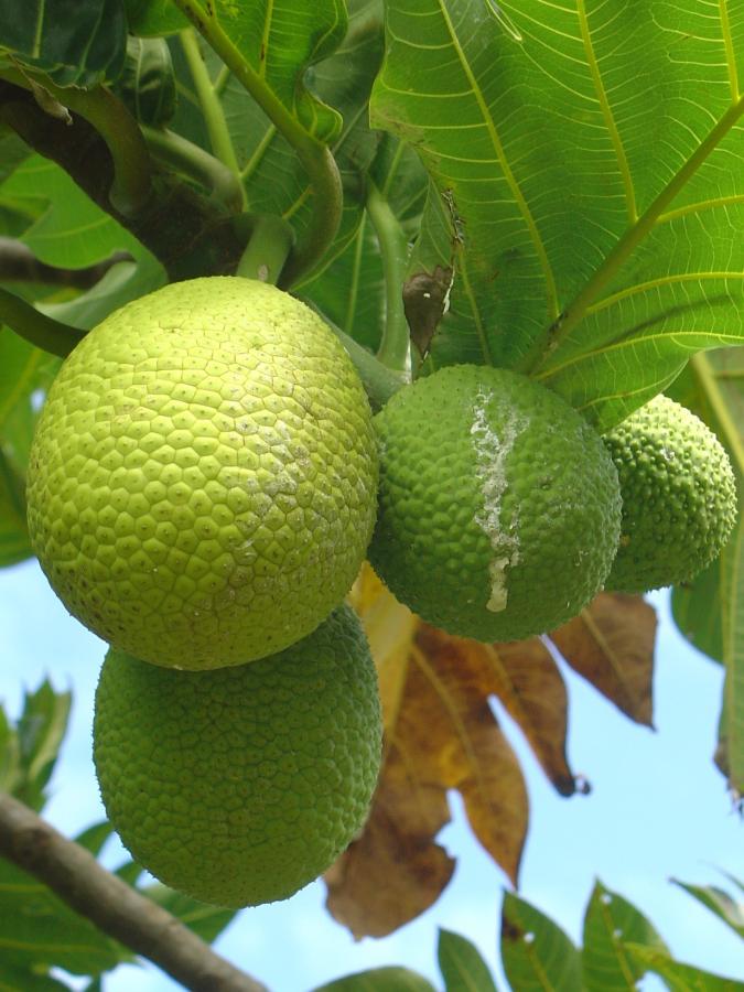 Fruits à pain sur arbre (variété Ma'afala) ©IAC