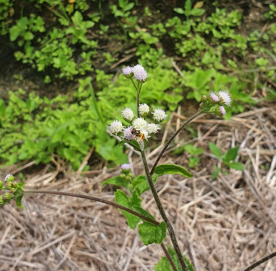 Adulte de syrphe sur Ageratum conyzoides ©IAC - S. Cazères