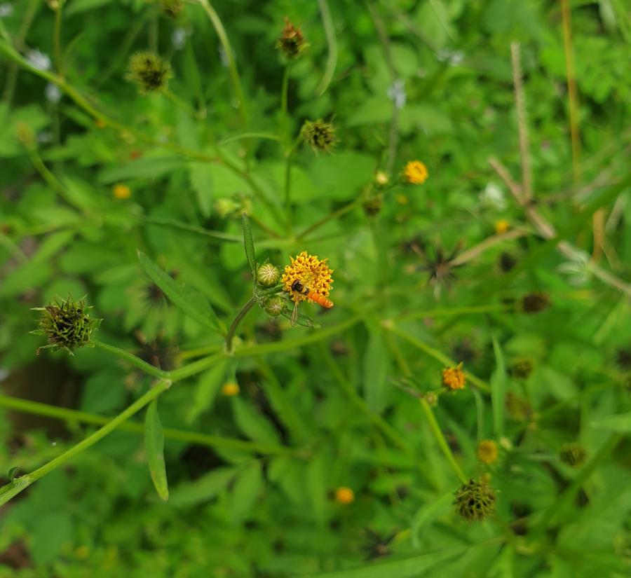Adulte de syrphe sur Bidens pilosa ©IAC - S. Cazères