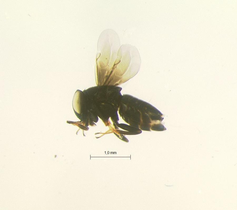 Adulte de Scutellista caerulea ©IAC - S. Cazères