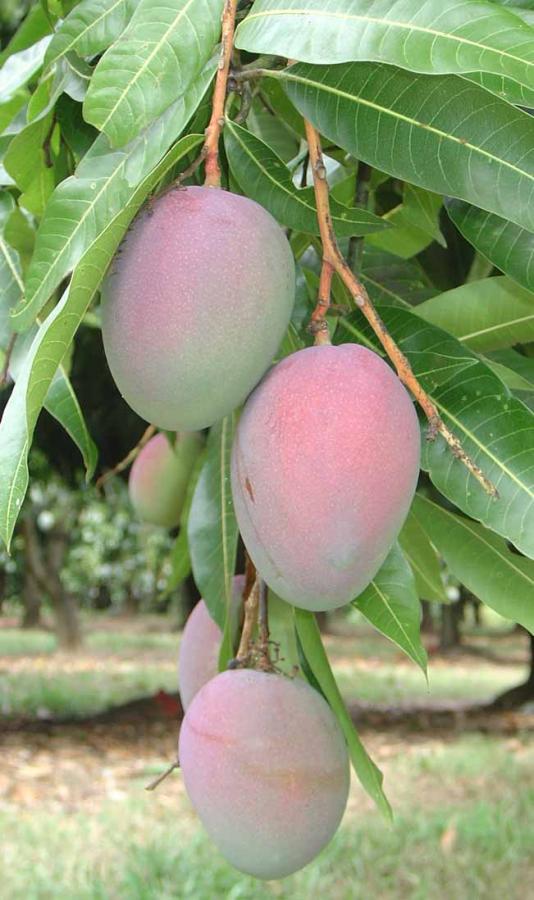 Mangues sur arbre, variété Keitt ©IAC - V. Kagy