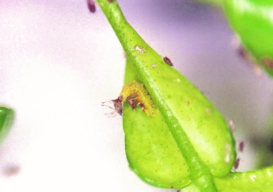 Larve de syrphe dévorant un puceron ©IAC - S. Cazères