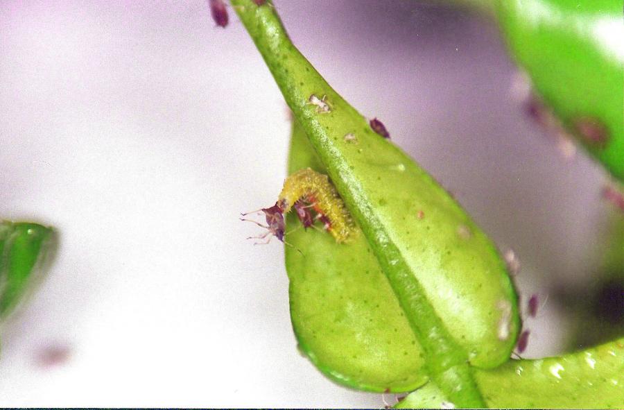 Larve de syrphe dévorant un puceron ©IAC - S. Cazères