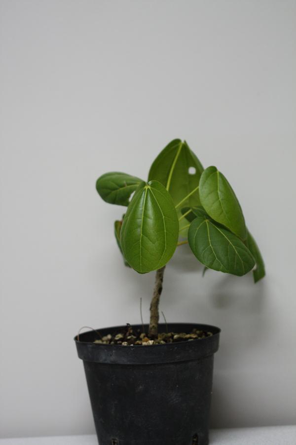Plante en pot âgée de 3 mois ©IAC - G. Gâteblé