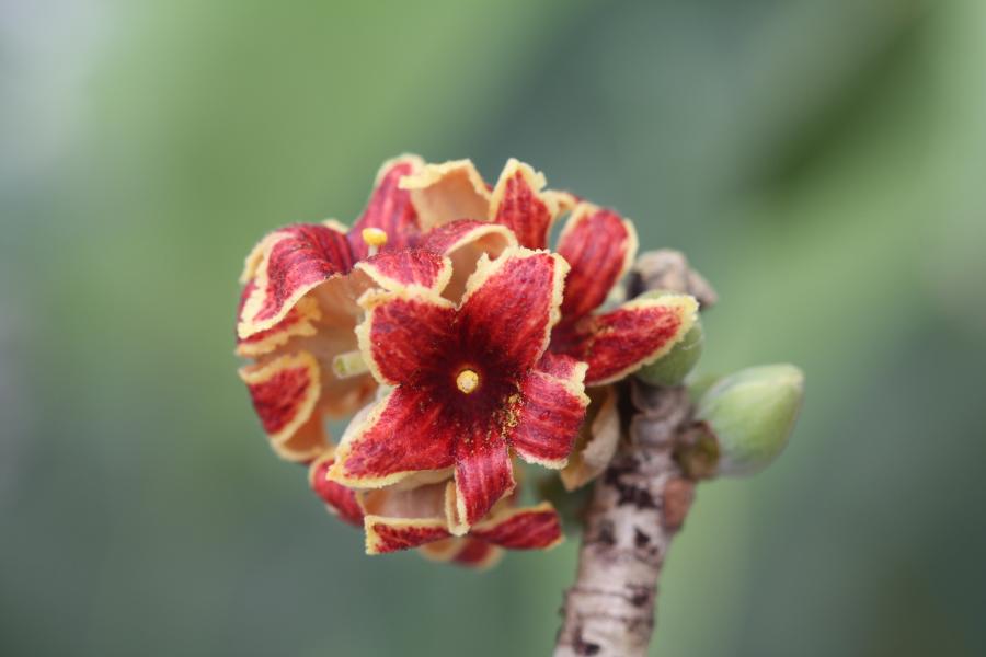 Détail d'une inflorescence d'Acropogon bullatus ©IAC - G. Gâteblé