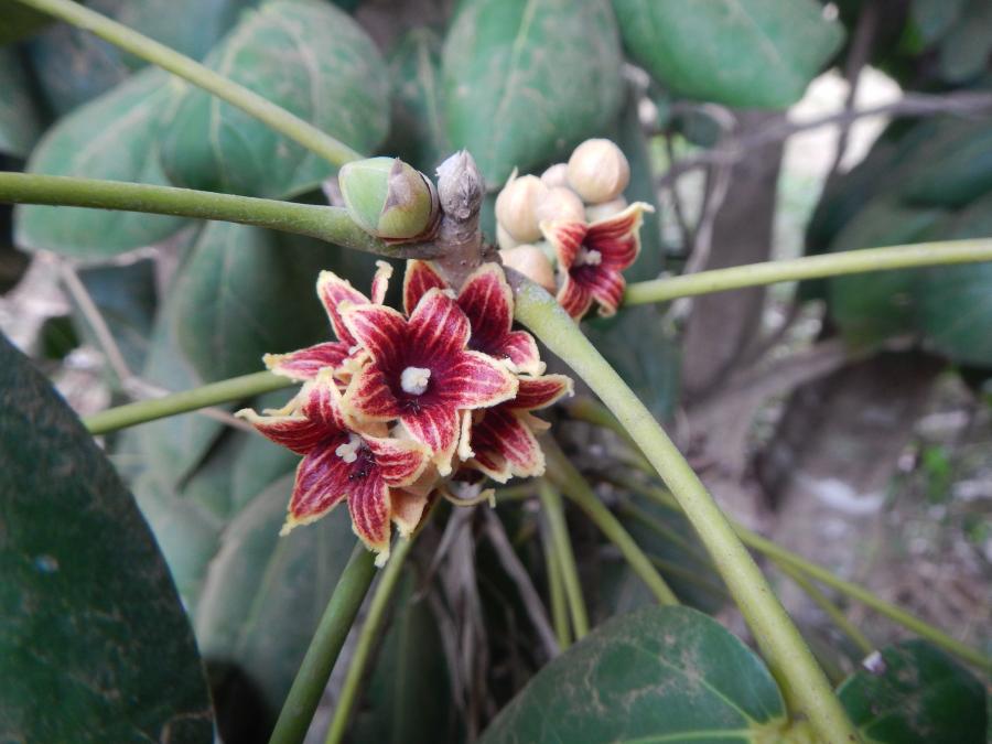 Détail d'une inflorescence d'Acropogon bullatus ©IAC - G. Gâteblé