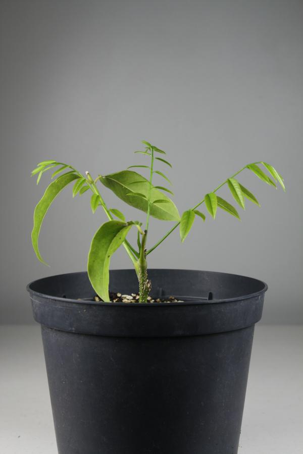 Jeune plant de Castanospermum australe issu de bouture et âgé de 4 mois ©IAC - G. Gâteblé