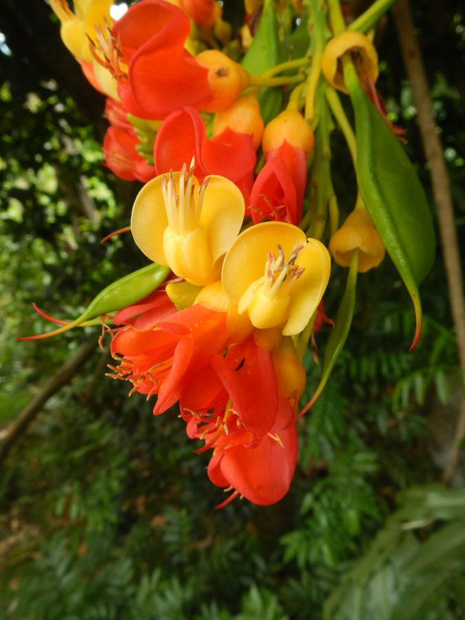 Détail de la floraison de Castanospermum australe ©IAC - G. Gâteblé 