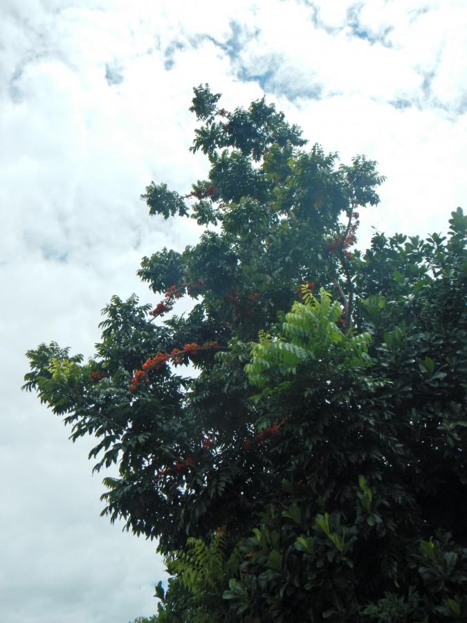 Vue d'ensemble de Castanospermum australe in situ ©IAC - G. Gâteblé