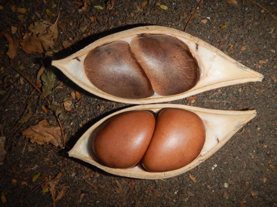 Détail du fruit et des graines de Castanospermum australe ©IAC - G. Gâteblé