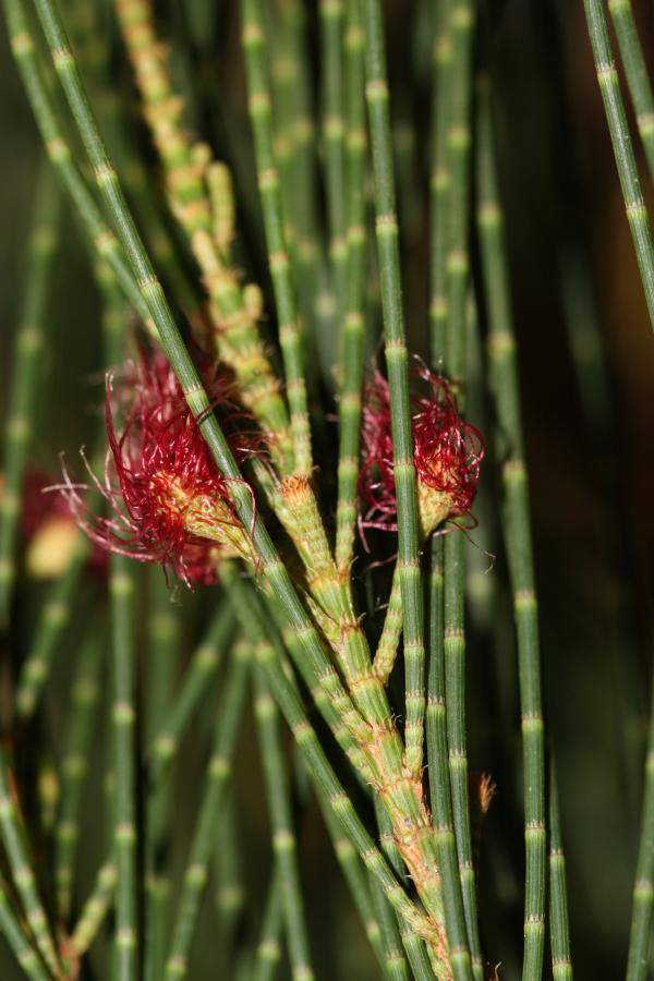 Détail d'inflorescences femelles de Casuarina Collina ©IAC - G. Gâteblé