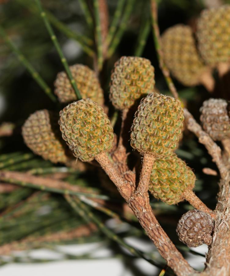 Détail de fruits de Casuarina collina ©IAC - G. Gâteblé