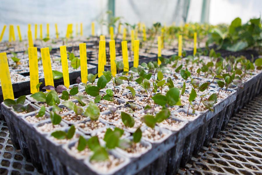 Et si vous échangiez plantes, graines ou boutures ? Un groupe