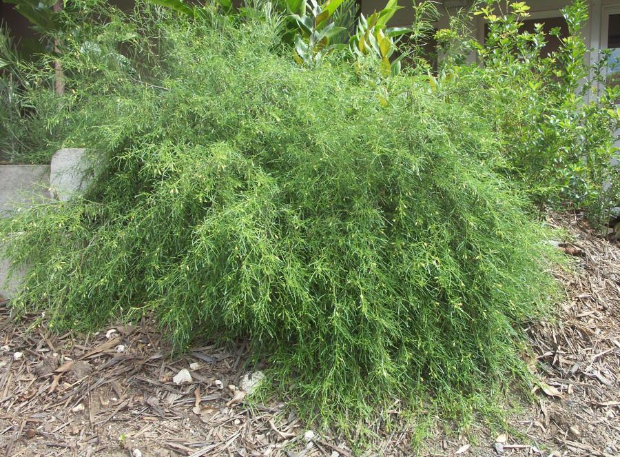 Plant de Corchorus neocaledonicus en aménagement ©IAC - G. Gâteblé
