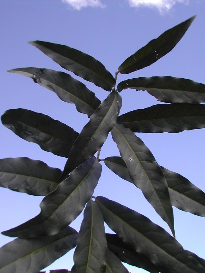 Détail des feuilles d'Oxera sulfurea ©IAC - G. Gâteblé