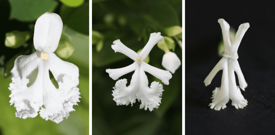 Variabilité de la fleur chez "Oxera inodora" ©IAC - G. Gâteblé