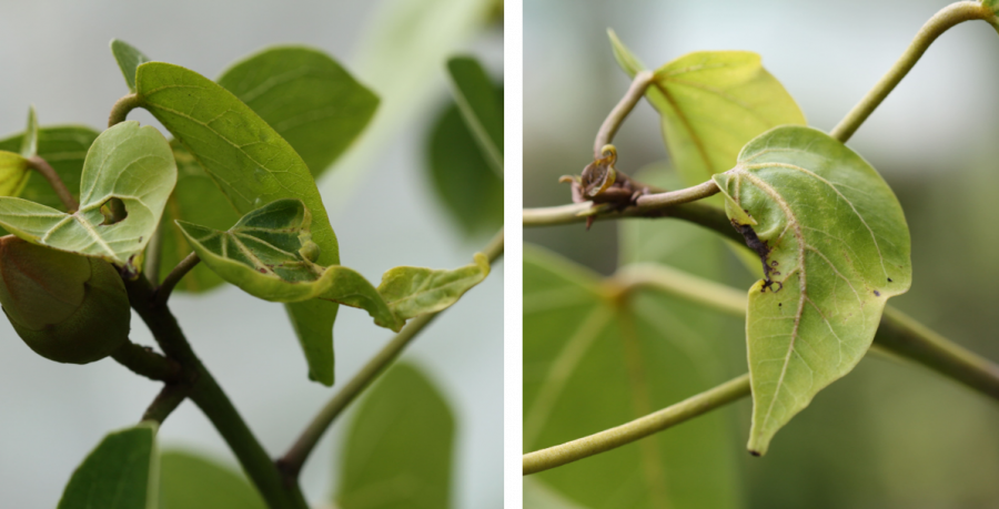 Dégâts de la punaise arlequin sur les feuilles de Thespesia populnea ©IAC - G. Gâteblé