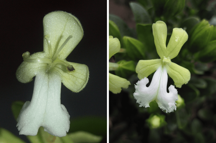 Variabilité de la fleur chez "Oxera macrocalyx" ©IAC - G. Gâteblé