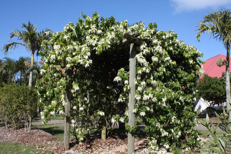 Vue d'ensemble en pergola de plantes âgées de 10 ans et issues de boutures ©IAC - G. Gâteblé