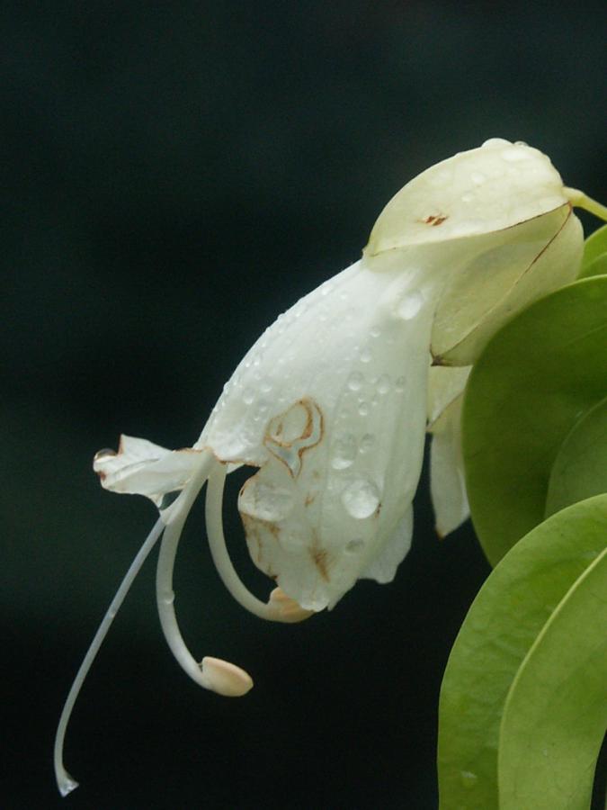 Détail d'une fleur d'Oxera pulchella subsp. grandiflora ©IAC - G. Gâteblé