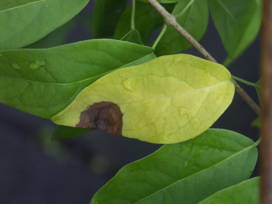 Tache nécrotique sur une feuille d'Oxera pulchella subsp. grandiflora ©IAC - G. Gâteblé 