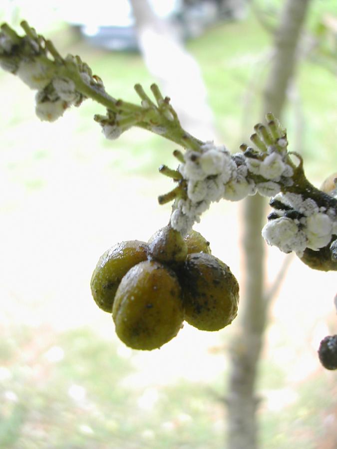 Attaque de cochenilles sur inflorescences d'Oxera sulfurea ©IAC - G. Gâteblé