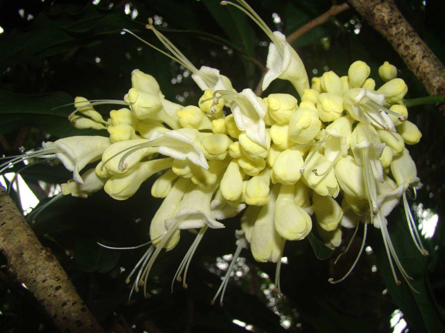 Inflorescence d'Oxera sulfurea ©IAC - G. Gâteblé